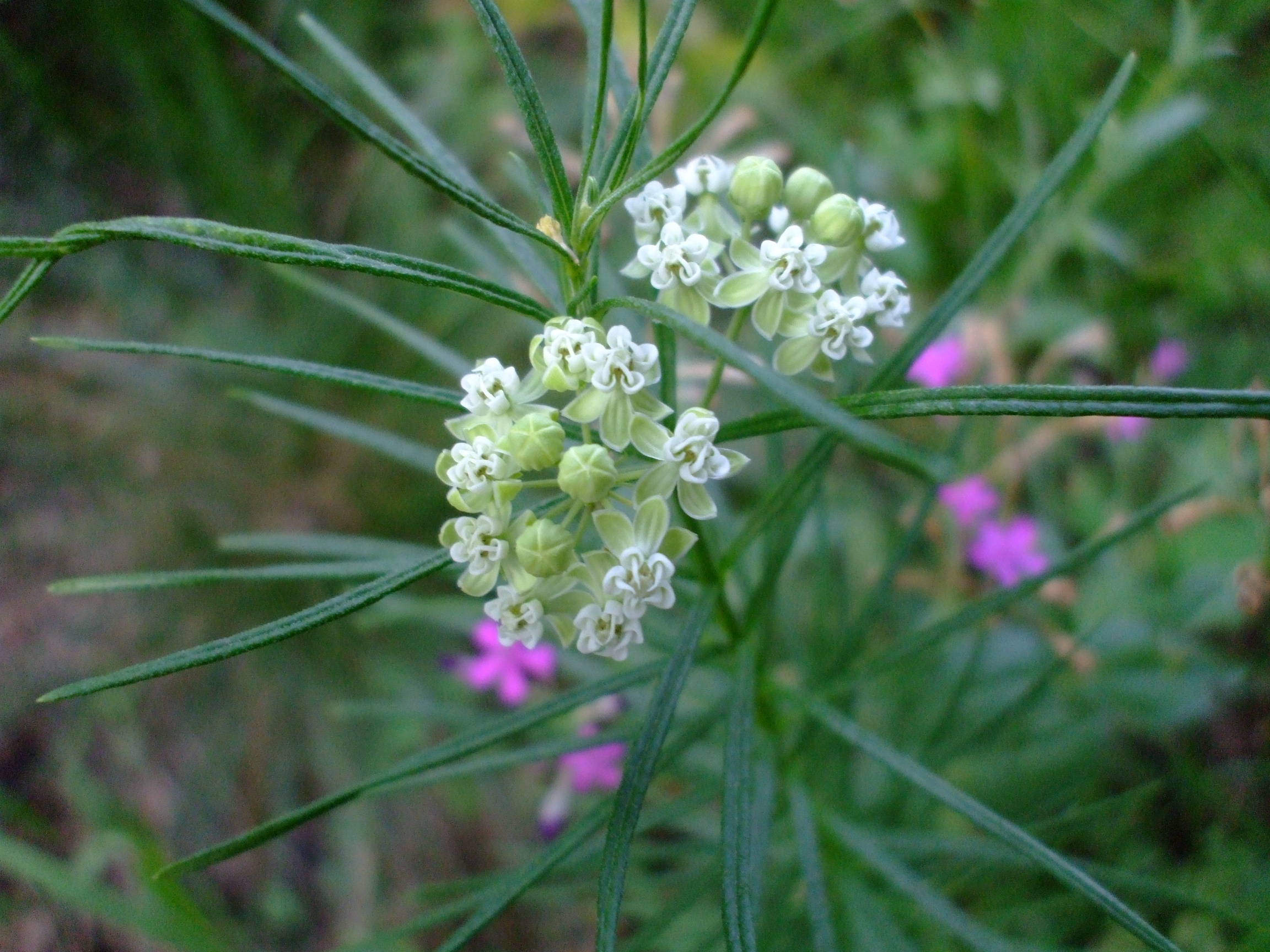 Asclepias verticillata